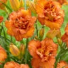 Menu Awesome Luck Daylily -plant shop 77540 awesome luck daylily 3