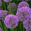 Menu Millenium Allium -plant shop 77542