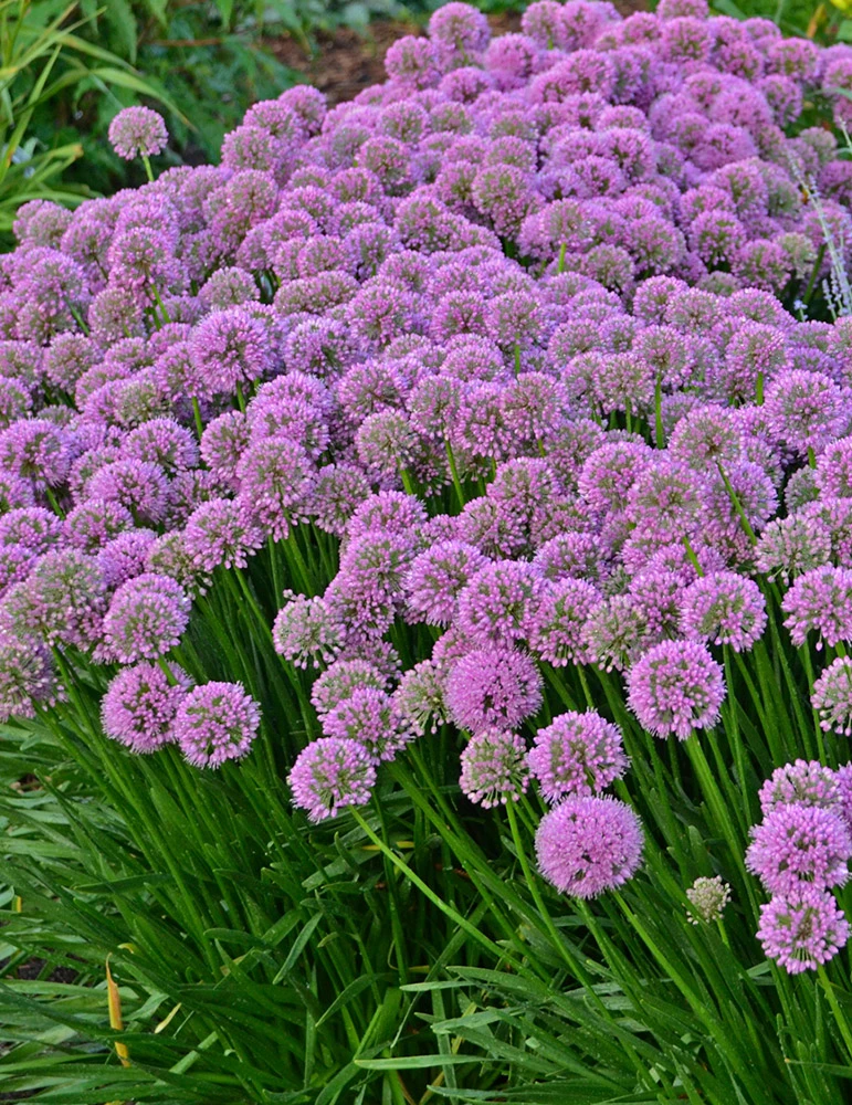 Menu Millenium Allium 4 Menu Millenium Allium - Image 2