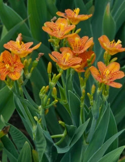Menu Freckle Face Blackberry Lily -plant shop 77543 2