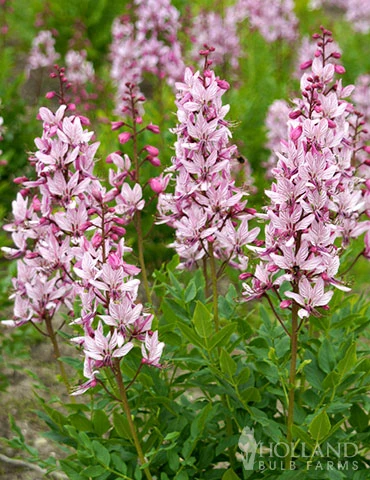 Menu Purpureus Gas Plant 3 Menu Purpureus Gas Plant