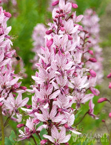 Menu Purpureus Gas Plant 5 Menu Purpureus Gas Plant - Image 3