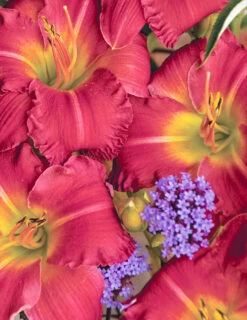 Menu Re-Blooming Daylily Collection -plant shop 77545 01