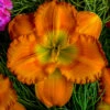 Menu Earlybird Oriole Re-Blooming Daylily -plant shop 77546 1