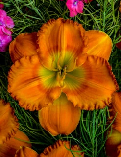 Menu Re-Blooming Daylily Collection -plant shop 77546