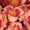 Menu Strawberry Candy Daylily -plant shop 77548
