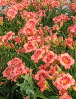 Menu Strawberry Candy Daylily -plant shop 77548 2