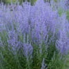 Menu Blue Jean Baby Russian Sage -plant shop 77550 1