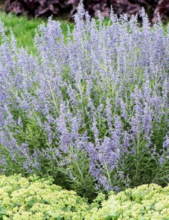 Menu Blue Jean Baby Russian Sage -plant shop 77550 blue jean baby russian sage 1