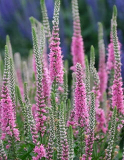 Menu Perfectly Picasso Speedwell