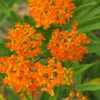 Menu Butterfly Weed Value Pack 1 Menu Butterfly Weed Value Pack -plant shop 77555 butterfly weed value pack