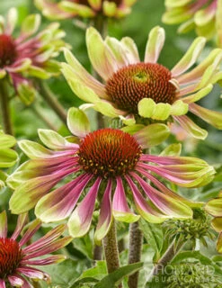 Menu Green Twister Coneflower -plant shop 77558 echinacea green twister 2