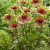 Menu Green Twister Coneflower -plant shop 77558 echinacea green twister 3
