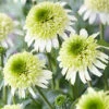 Menu Delicious Nougat Coneflower -plant shop 77559 echinacea delicious nouget