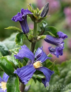 Menu China Purple Clematis -plant shop 77564 clematis china purple 2