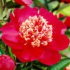 Menu Charles Burgess Peony 2 Menu Charles Burgess Peony -plant shop 77568 paeonia charles burgess peony