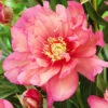 Menu Hillary Itoh Hybrid Peony 2 Menu Hillary Itoh Hybrid Peony -plant shop 77569 hillary peony