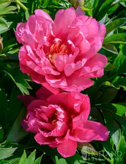 Menu Hillary Itoh Hybrid Peony 8 Menu Hillary Itoh Hybrid Peony -plant shop 77569 hillary peony 3