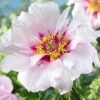 Menu Cora Louise Itoh Hybrid Peony -plant shop 77570 cora louise peony