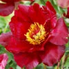 Menu Scarlet Heaven Itoh Hybrid Peony -plant shop 77571 scarlet heaven peony