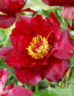 Menu Scarlet Heaven Itoh Hybrid Peony