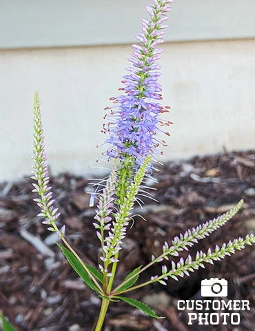 Menu Pollinator Pleaser Perennial Garden Collection 13 Menu Pollinator Pleaser Perennial Garden Collection - Image 11