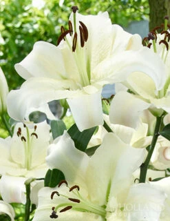 Menu Essential Perennial Garden Collection -plant shop 77575 pretty woman orienpet lily 2