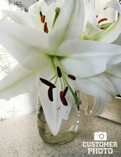 Menu Essential Perennial Garden Collection -plant shop 77575 pretty woman orienpet lily 3