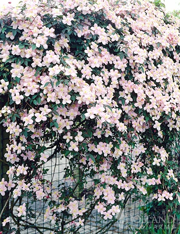 Menu Mayleen Clematis 3 Menu Mayleen Clematis