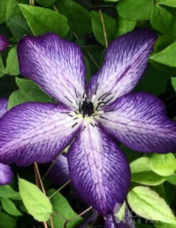 Menu Violet Stargazer Clematis