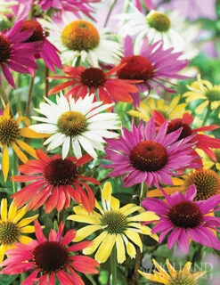Menu Mixed Coneflower