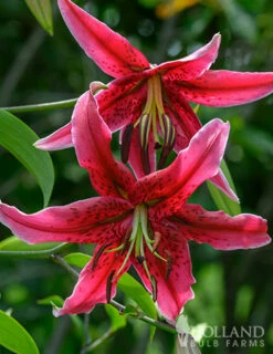 Menu Miss Feya Orienpet Lily -plant shop 77594 miss feya orienpet lily 3