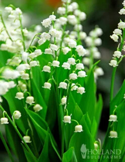 Menu Essential Perennial Garden Collection -plant shop 77595 lily of the valley 2