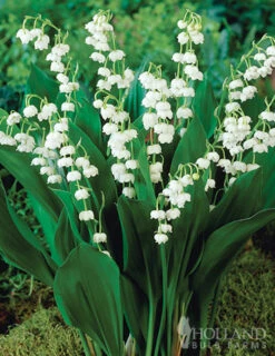 Menu Essential Perennial Garden Collection -plant shop 77595 lily of the valley