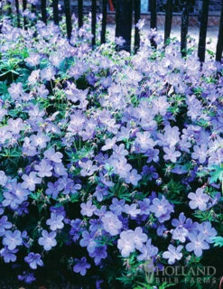 Menu Essential Perennial Garden Collection -plant shop 77596 hardy blue geranium 1