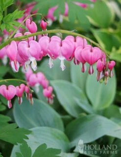 Menu Essential Perennial Garden Collection -plant shop 77597 bleeding hearts