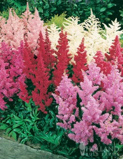 Menu Essential Perennial Garden Collection -plant shop 77599 mixed astilbe 1