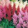 Menu Mixed Astilbe 2 Menu Mixed Astilbe -plant shop 77599 mixed astilbe