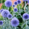 Menu Blue Globe Thistle 2 Menu Blue Globe Thistle -plant shop 77600 blue globe thistle