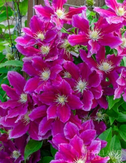 Menu Hania Clematis -plant shop 77608 hania clematis 2