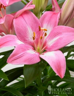 Menu Rozalynn Asiatic Lily -plant shop 77610 rozalynn asiatic lily