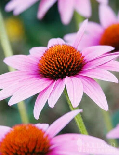 Menu Perennial Pollinator Blend -plant shop 77612 perennial pollinator blend 2