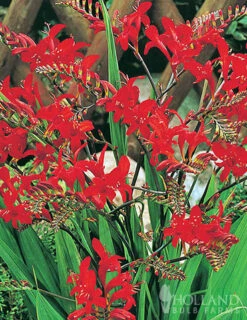 Menu Perennial Pollinator Blend -plant shop 77612 perennial pollinator blend 4