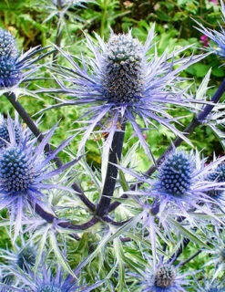 Menu Perennial Pollinator Blend -plant shop 77612 perennial pollinator blend 5