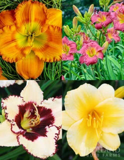 Menu Re-Blooming Daylily Collection