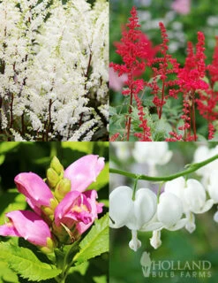 Menu Long Blooming Shade Garden Collection