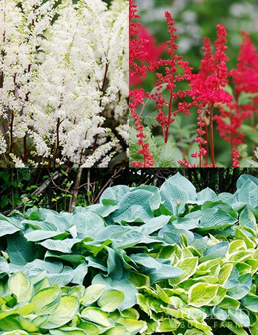 Menu Shady Perennial Mailbox Garden 4 Menu Shady Perennial Mailbox Garden - Image 2