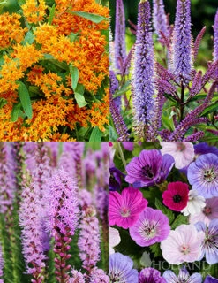 Menu Pollinator Pleaser Perennial Garden Collection