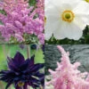 Menu Part Sun Perennial Garden Collection -plant shop 77623 part sun perennial garden