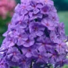 Menu Amethyst Tall Phlox 1 Menu Amethyst Tall Phlox -plant shop 77624 amethyst phlox